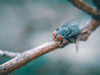 Close-up of insect on twig