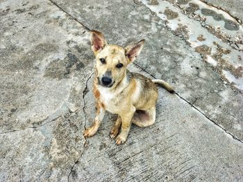 High angle portrait of dog on footpath