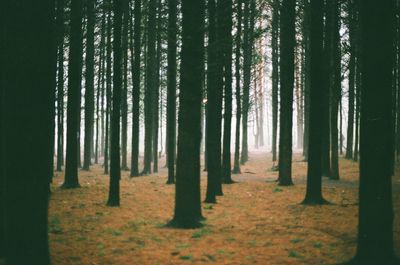 Trees growing in forest
