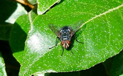 Close-up of insect on plant