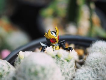 Close-up of insect pollinating on flower