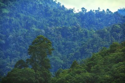 Scenic view of forest against sky