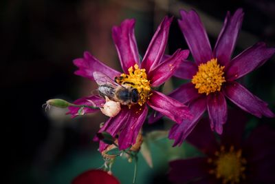 Close-up of bee pollinating on purple flower