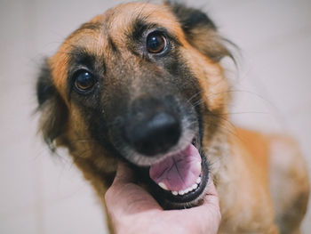 Close-up portrait of dog at home