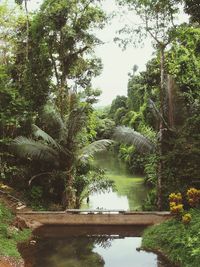 Scenic view of river with trees in background