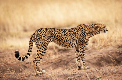 Side view of a cat on land