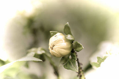 Close-up of flower on plant