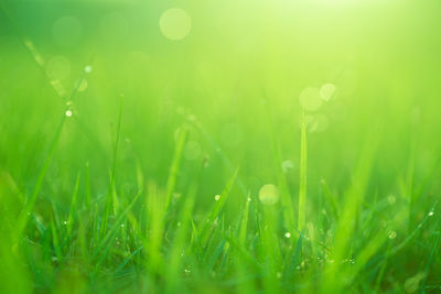 Close-up of grass against blurred background