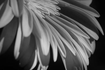 Close-up of white flower