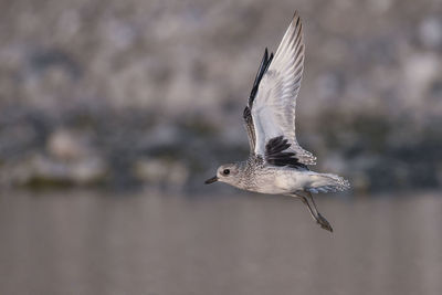 Close-up of bird flying over lake