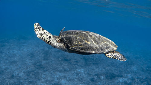 View of turtle swimming in sea