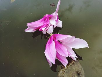 Close-up of pink flower