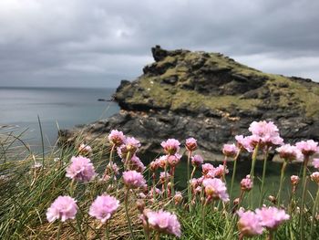 Close-up of pink flowers by sea against sky