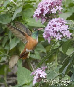 Close-up of bird perching on plant