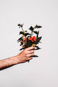 Close-up of hand holding flower against white background