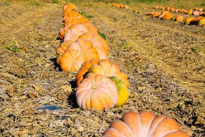 High angle view of pumpkins on field during autumn