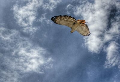 Low angle view of birds flying against cloudy sky