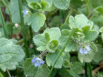 Close-up of plant