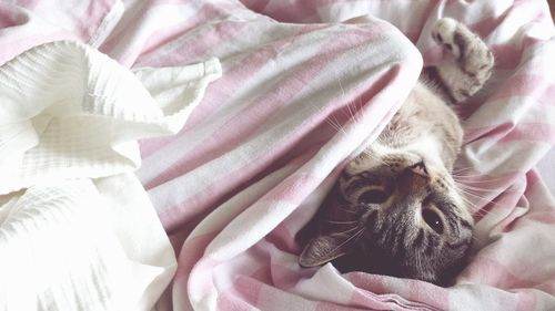 Directly above portrait of cat relaxing on bed at home