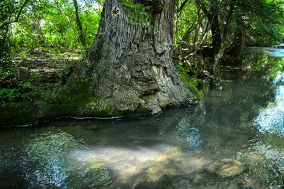 View of waterfall in forest