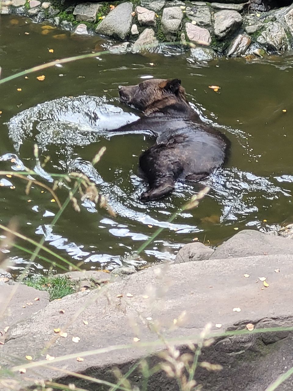 animal themes, animal, wildlife, water, one animal, animal wildlife, mammal, nature, no people, lake, day, zoo, high angle view, outdoors, swimming, plant, wet