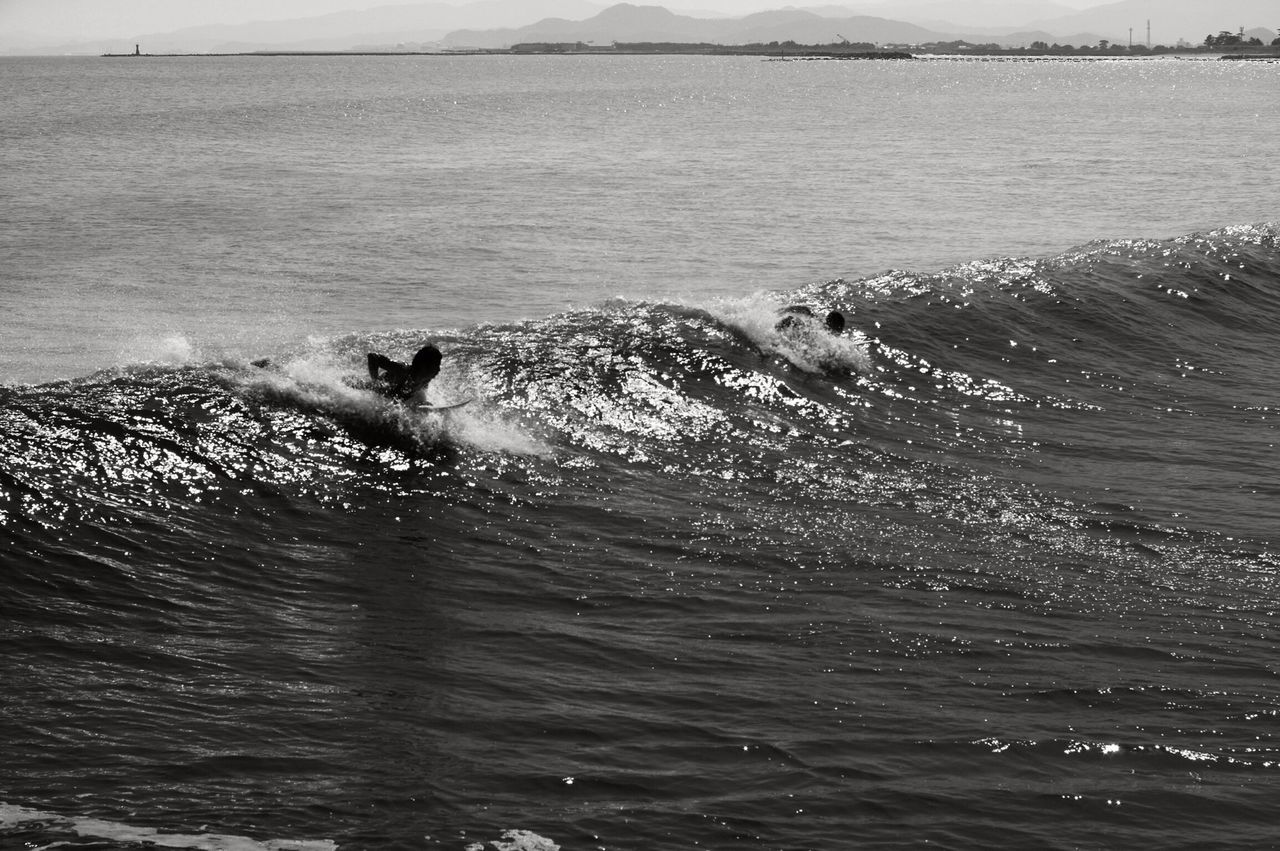 water, animal themes, one animal, sea, swimming, wave, mammal, waterfront, animals in the wild, dog, rippled, wildlife, nature, pets, surf, domestic animals, motion, two animals, high angle view, splashing