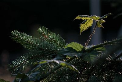 Close-up of pine tree