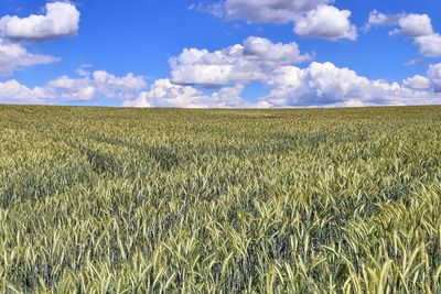 Scenic view of agricultural field against sky