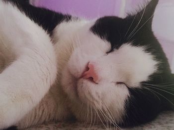 Close-up of cat sleeping