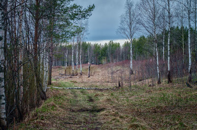 Trees on field against sky