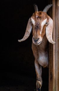 Close-up portrait of a goat 