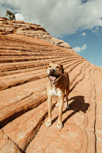 Hot and tired pitbull mixed mutt dog stands on red rock in desert