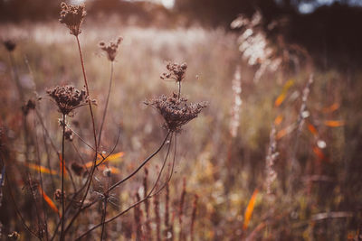 Autumn wild grass on a meadow