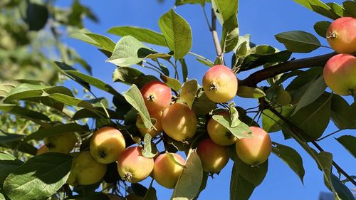 Low angle view of fruits growing on tree