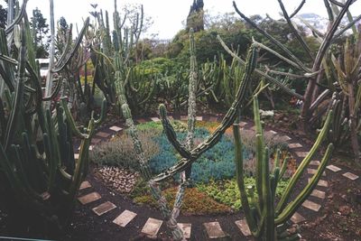 Plants and trees against sky
