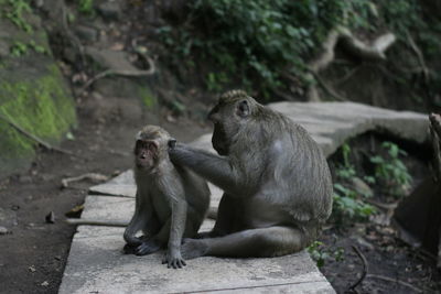 Monkey sitting on a wall