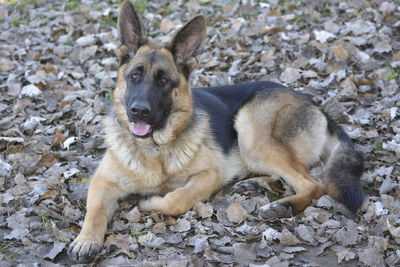 Portrait of dog lying down