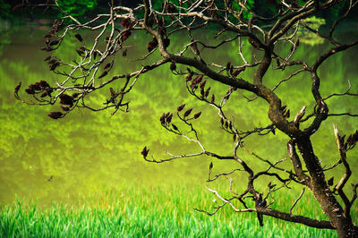 Close-up of tree on field