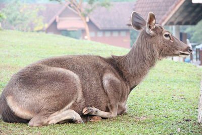 Side view of a horse on field