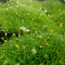 Close-up of plants growing on field