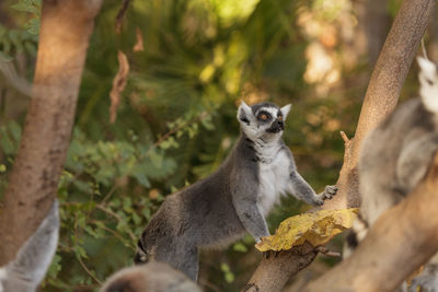 Lemur looking away against blurred background