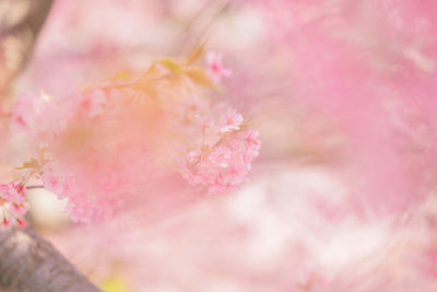 Close-up of pink cherry blossom