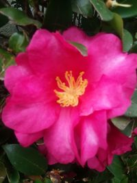 Close-up of pink flower blooming outdoors