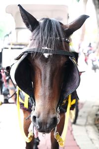 Close-up of a horse