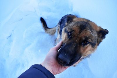 Close-up of hand holding dog