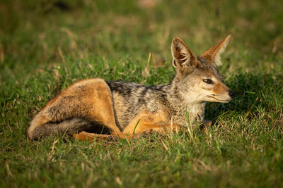 Full length of jackal sitting on land