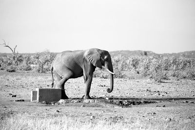 Side view of elephant on field