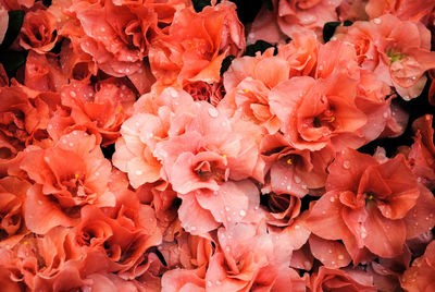 Close-up of wet flowers