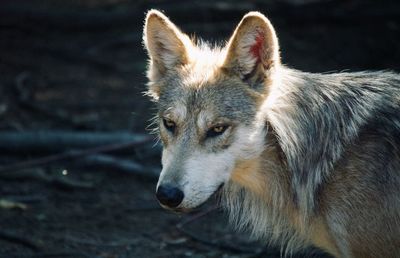 Close-up of dog looking away