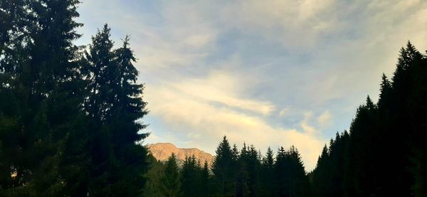 Panoramic view of pine trees against sky